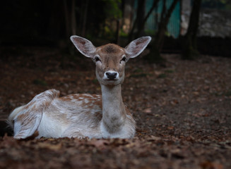Rehe im herbstlichen Wald