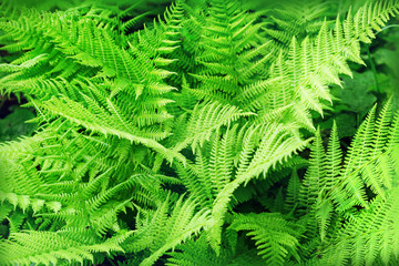 Fototapeta na wymiar Green leaves fern close up. Plant background.