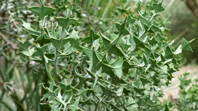 Prickly Colletia cruciata plant in a natural park.