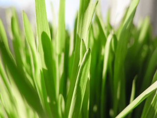 Fototapeta na wymiar Green grass. Plants. Blur background