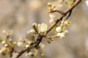 blossomed plum brunch