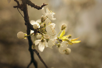 blossomed plum brunch