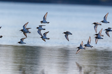 Dunlin (Calidris alpina)