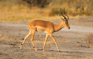 Naklejka premium Common Impala (Aepyceros melampus)