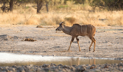 Herd of Kudu drinking at a waterhole