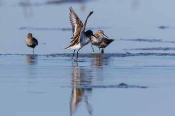 Dunlin (Calidris alpina)