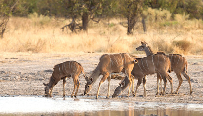 Herd of Kudu drinking at a waterhole