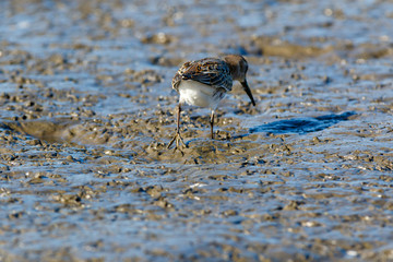 Dunlin (Calidris alpina)