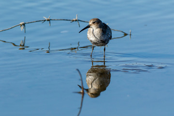 Dunlin (Calidris alpina)