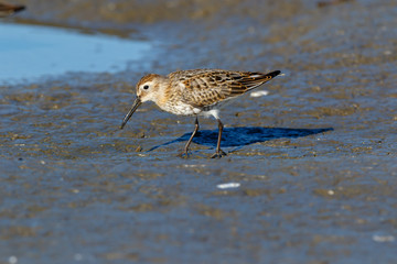 Dunlin (Calidris alpina)