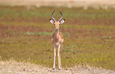 Common Impala (Aepyceros melampus)