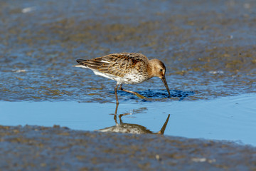 Dunlin (Calidris alpina)