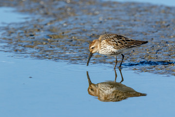 Dunlin (Calidris alpina)