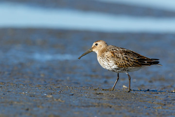 Dunlin (Calidris alpina)
