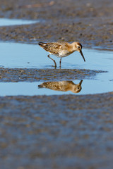 Dunlin (Calidris alpina)