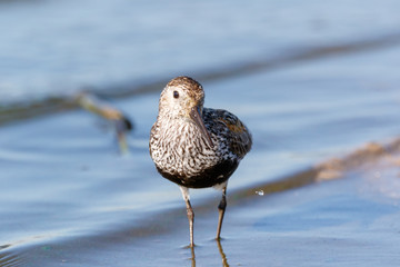 Dunlin (Calidris alpina)
