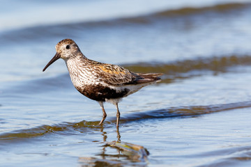 Dunlin (Calidris alpina)