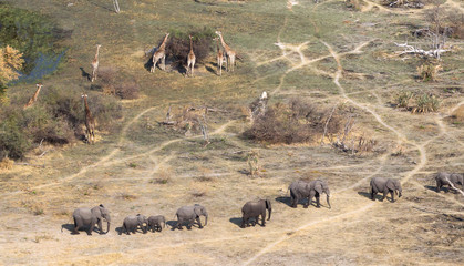 Elephants and giraffes in the Okavango delta (Botswana)
