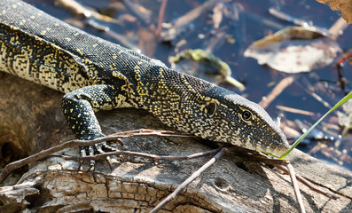 Portrait of wild Nile Monitor (Varanus niloticus)