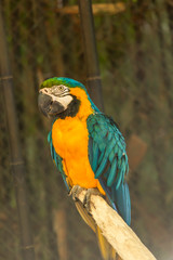 Yellow and blue ara macaw on perch