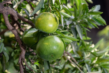 熟れ始めの樹上のミカンの実