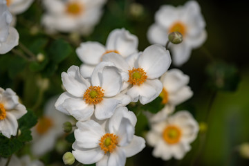 Fototapeta na wymiar 白いシュウメイギクの花