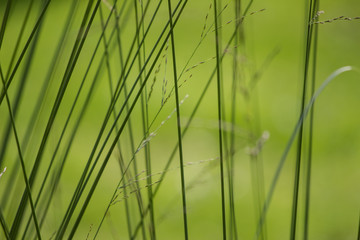 Green grass. Plants. Blur background