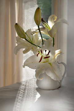 White lilies in pitcher