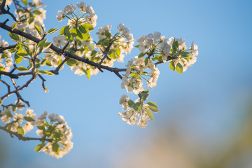 Flowers on the blue sky, selective focus