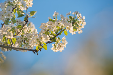 Flowers on the blue sky, selective focus