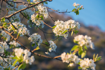 Flowers on the blue sky, selective focus