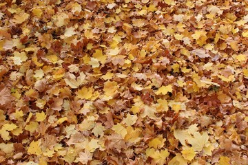 Dead on the ground autumnal yellow leafs of maple