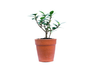 Green potted plant, trees in the pot isolated on white background.