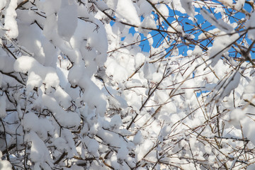 Winter landscape. Sunny winter day