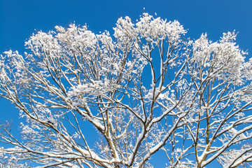 Winter landscape. Sunny winter day