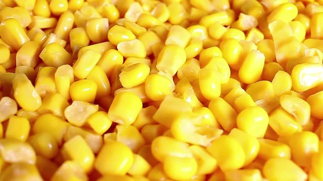 Yellow corn grain grains rotating texture pattern closeup footage