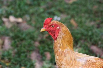 Galo IMG_3466