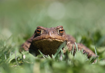 common toad in the grass