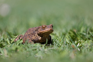 frog in the grass