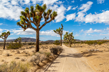 Fototapeta na wymiar A narrow dusty road through Joshua Tree National Park in California