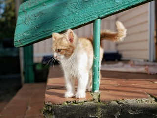 Polonne / Ukraine - 6 October 2018: a little rat cat looks down from under the whining