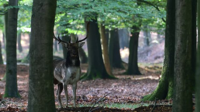 Fallow buck standing in the forest and look, mating time, autumn, (dama dama), germany 