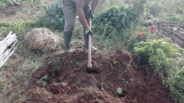 Agricultor que trabaja la tierra con la ayuda de una azada que prepara la tierra para plantar.