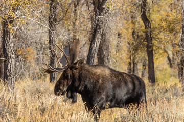 Bull Shiras Moose in Autumn in Wyoming
