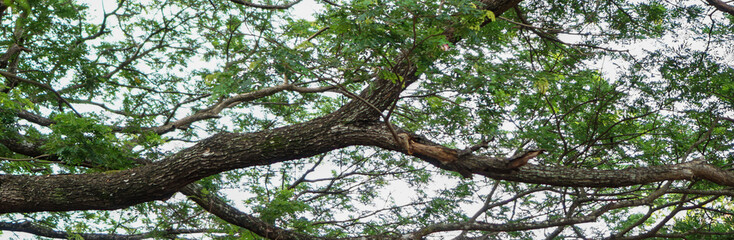 Fototapeta premium Tree banner with large branches extending out.