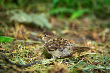 Fototapeta premium bird sitting on the ground