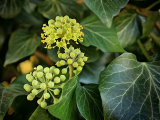 Common Ivy flowers - Hedera helix -