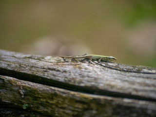 Small lizard sitting on the log of a fence in a sunny garden 