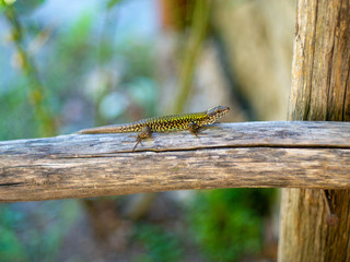 Small lizard sitting on the log of a fence in a sunny garden 