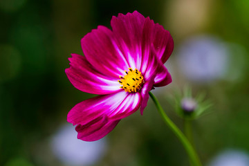 Fototapeta premium flower